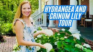 🌸Peak Bloom Hydrangea And Crinum Lillies Garden Tour