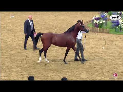 N 105 HAROUN AL FAISALIAH   2nd Qatar Arabian Breeders Cup   Stallions 4+ Years Old Class 10+11