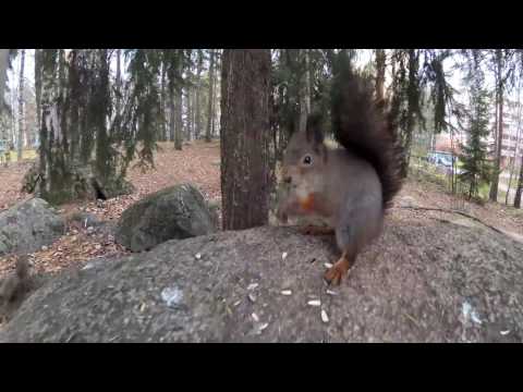 Laulu oravasta  - Mikko Perkoila