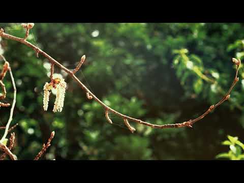 Thumbnail for Boschetto