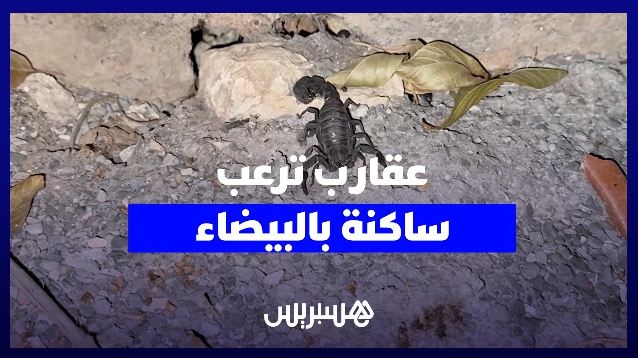 عقارب بالعشرات تهجم على ساكنة اليانس سيدي البرنوصي وتثير الذعر وسط السكان والأطفال thumbnail
