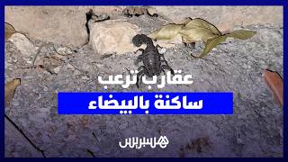 عقارب بالعشرات تهجم على ساكنة اليانس سيدي البرنوصي وتثير الذعر وسط السكان والأطفال thumbnail