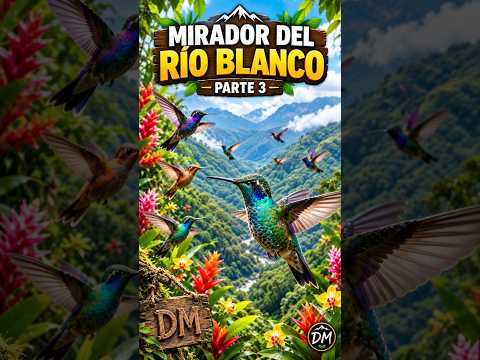 Mirador Río Blanco Parte 3: Los Colibríes Mágicos que no viste 😱🐦