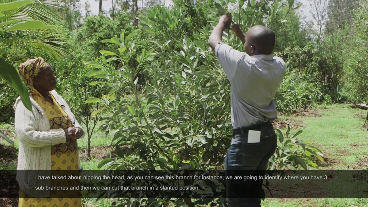Inside Kakuzi: How To Prune A Young Avocado Tree
