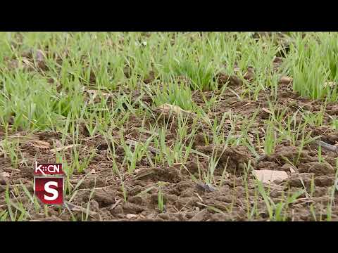 Stanje useva u februaru