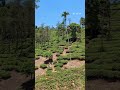 Malayalam Wayanad Kerala Malayalam Song Malayalam Status