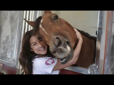 Ce cheval montre de l'affection tête à tête ? des moments mignons entre humains et chevaux ✨