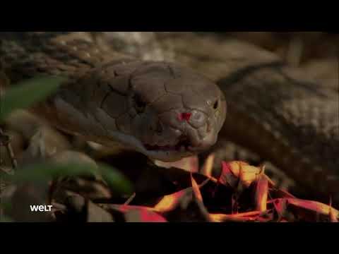 Kobra-Mafia - Die giftigsten Schlangen der Welt [Doku]