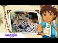 Let S Learn About A Jaguar W Diego Noggin