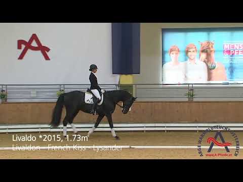 Livaldo (geb. 2015), v. Livaldon – French Kiss – Lysander   *** ELITE VERKAUFSSCHAU 2018 ***