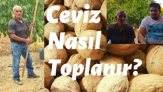 How can walnut pick up Turkey Burdur Bucak
