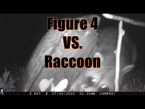 Bushcraft - Primitive Deadfall Trap (Figure 4 vs. Raccoon) #bushcraft #trap #primitive #survival