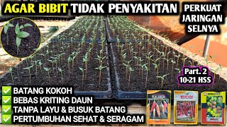 Download lagu 🔴 AGAR BIBIT TIDAK PENYAKITAN PERKUAT JARINGAN SELNYA | PERAWATAN SEMAI PART 2. #petanicabesubang mp3
