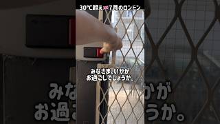 30℃超え🇬🇧7月のロンドン
