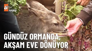 Yavru karaca köyün maskotu oldu  - atv Ana Haber 7 Kasım 2025