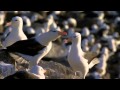 Andre Rieu - Lost Heroes  ( SEAGULLS )