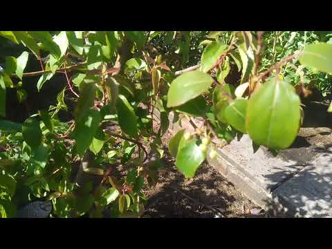 Maqui berry fruiting (aristotelia chilensis)
