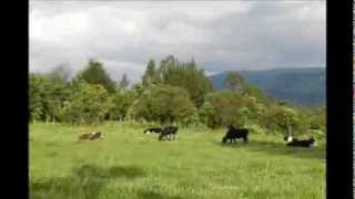 preview picture of video 'Hacienda La Alegria'