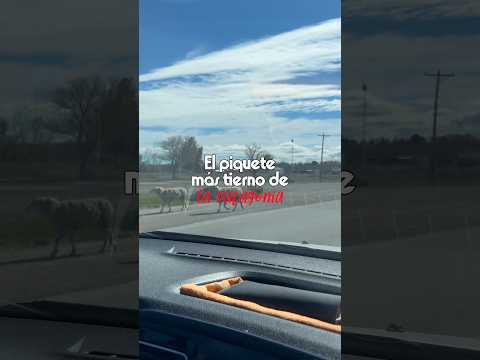 El piquete más tierno de la Patagonia