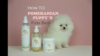 POMERANIAN Puppies first bath. pomeranian grooming tips! Cachorros Pomerania, peluqueria pomerania