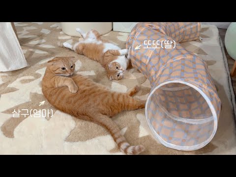 살구랑 또또의 일상 모음.. 귀여우니깐 보구가세용..