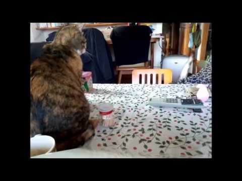 アイとさくらの休日