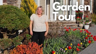 Spring Garden Tour and Planting a Beautiful Iseli Dwarf Blue Atlas Cedar.