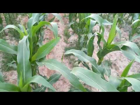 Kukuruz  Dekalb 4717  i Bc 323 u rastu