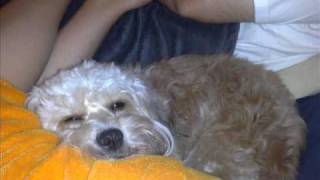 Eels - All the beautiful things