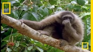 The Swinging Gibbon | National Geographic