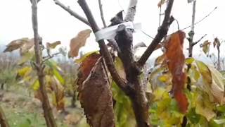 (체리재배 성공의길 브이로그) 콜트 Kgb 만4년차  소소한 이야기 sweet cherry tree 진도명량…