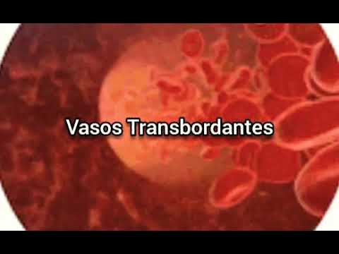 486 - VASOS TRANSBORDANTES