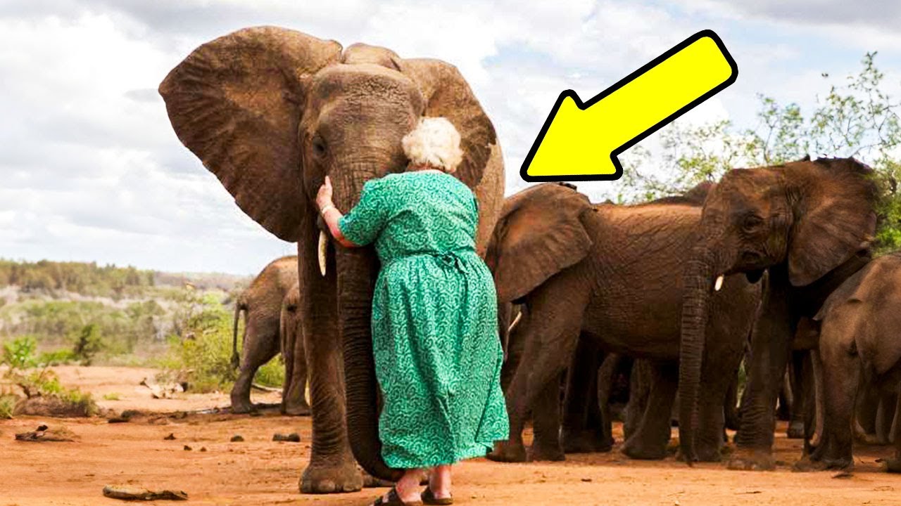 This Woman Saved an Elephant, Years Later Her Legacy is Indescribable...