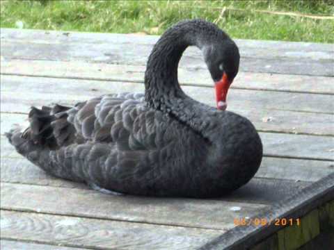 'Viragee meth' by Deepthi Hapuarachchi.wmv