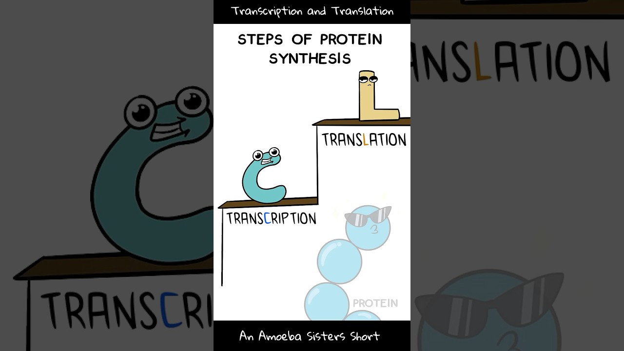 Transcription and Translation (Steps in Protein Synthesis) - Amoeba Sisters #Shorts