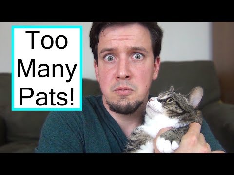 Why Does My Cat Bite Me When I Pat Him?