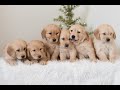 Golden Retriever dogs for sale: Faith  - Video 1