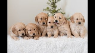 Video preview image #1 Golden Retriever Puppy For Sale in NEWPORT, PA, USA