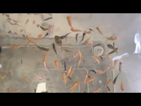 Kohaku spawn koi fish fry update 15/01/2021