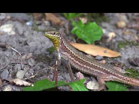 Orgie de fourmis pour ces lézards des murailles