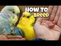 How to Breed Budgies 🐣 8 Tips for Successful Breeding