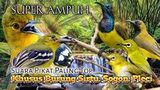 Download lagu SUARA PIKAT KHUSUS BURUNG SIRTU DAN SOGON PLECI. PALING TOP.. mp3 Download lagu SUARA PIKAT KHUSUS BURUNG SIRTU DAN SOGON PLECI. PALING TOP.. mp3