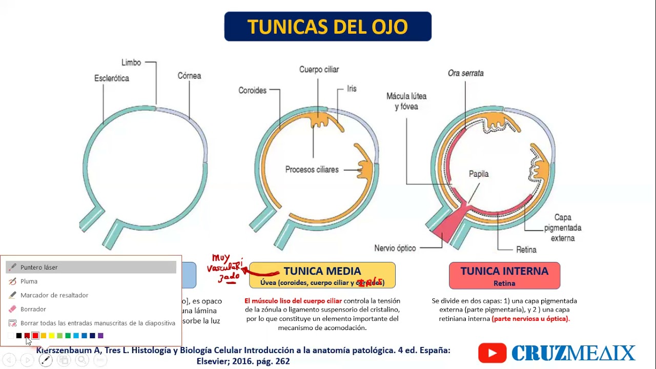 HISTOLOGIA DEL OJO: TUNICAS ESCLEROTICA,  UVEA Y CAPAS DE LA RETINA