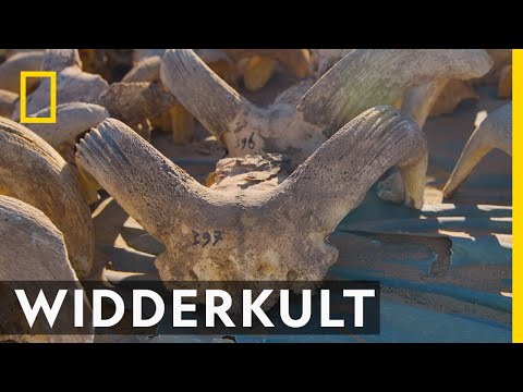 Das Geheimnis der Widderschädel | Tal der Könige: Ägyptens verlorene Schätze