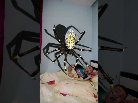 OMG Super Giant SPIDER 🕷️🕸️ in bed 🤪 #shorts by PIBABU