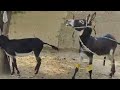 Male Murrah Donkey Matting Season ️