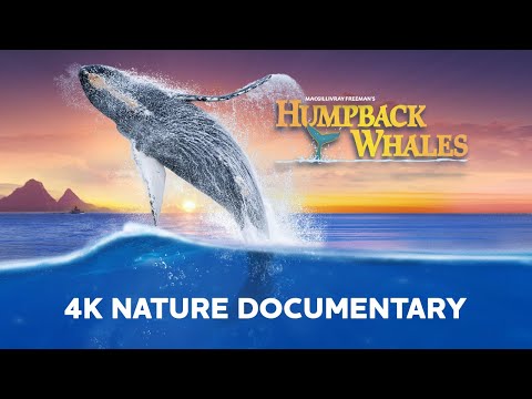 Ewan McGregor Narrates a Journey Through the Incredible World of HUMPBACK WHALES