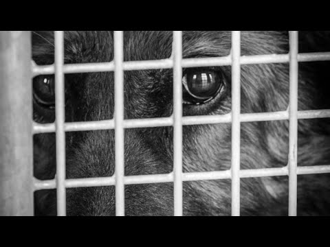 ARL of Iowa sees uptick of deadly disease in dogs