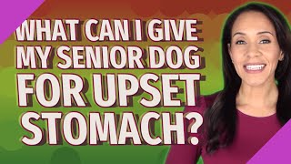 What can I give my senior dog for upset stomach?