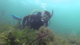 preview picture of video 'AOS Club Dive - Flinders Pier  with Weedy Sea-Dragons'